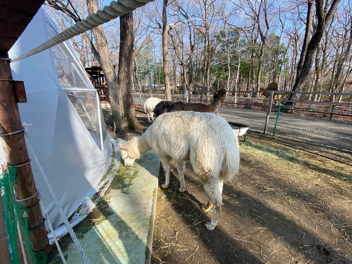 「アルパカの近くで宿泊！りんどう湖ファミリー牧場の「アルパカグランピング」を体験」のアイキャッチ画像